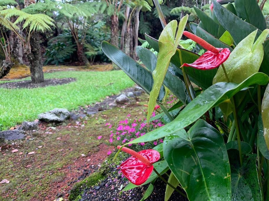 Hau'Oli Place Tiki Cottage In 볼케이노 외부 사진